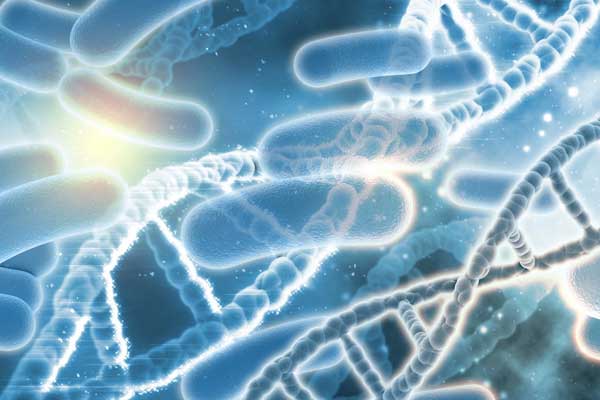 Role of Probiotic In Improving Immunity